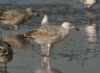 Caspian Gull at Hole Haven Creek (Steve Arlow) (70211 bytes)